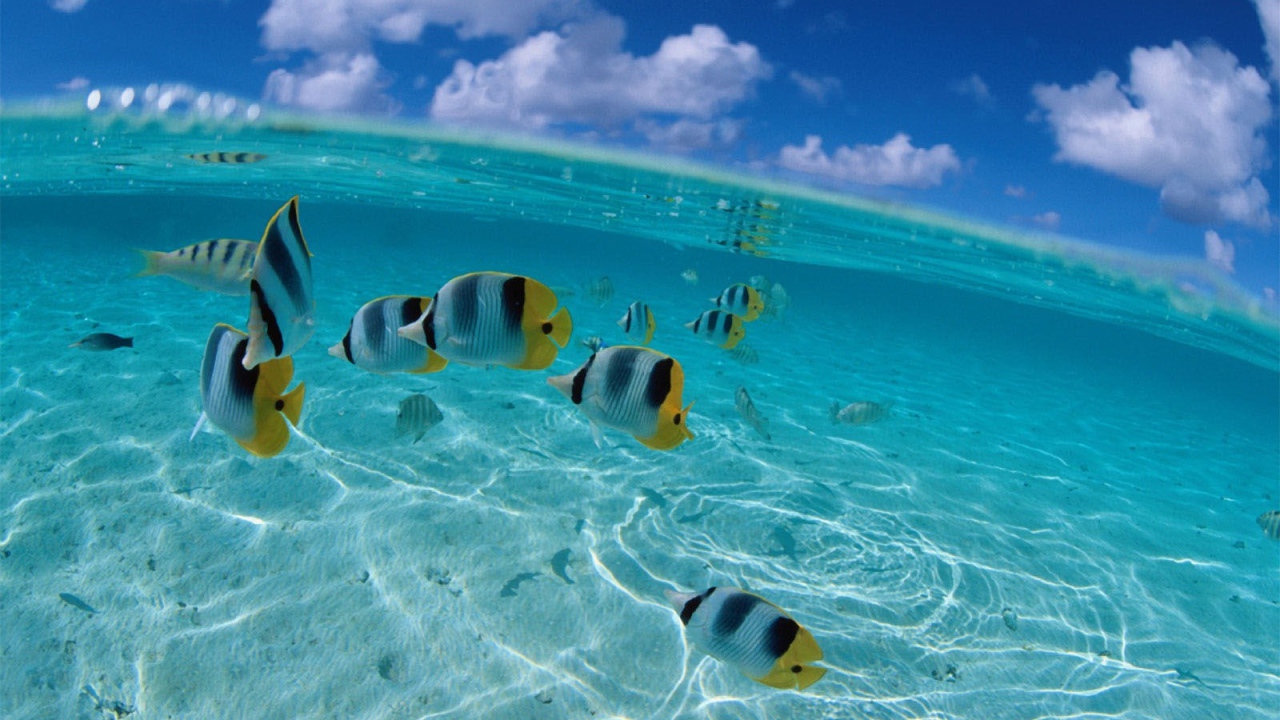 Рыбки у берега