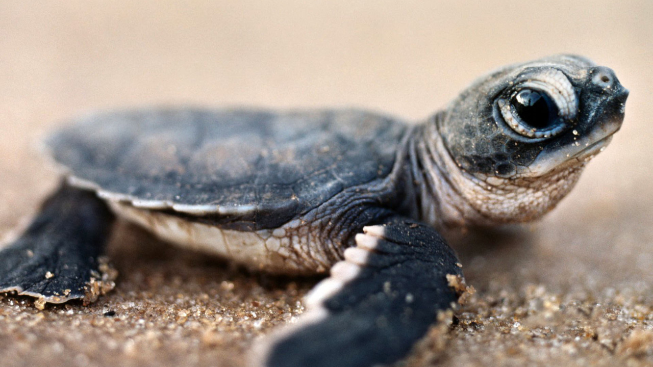 Черепашонок