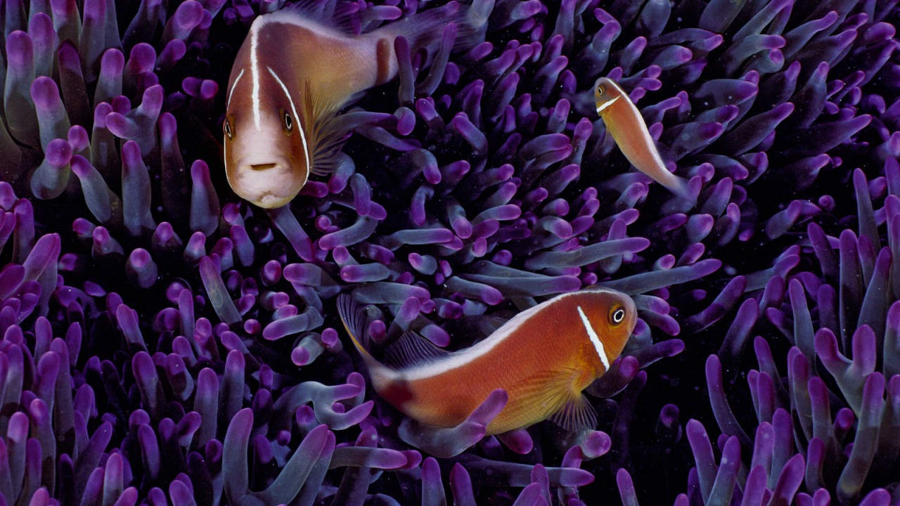 Морские рыбки