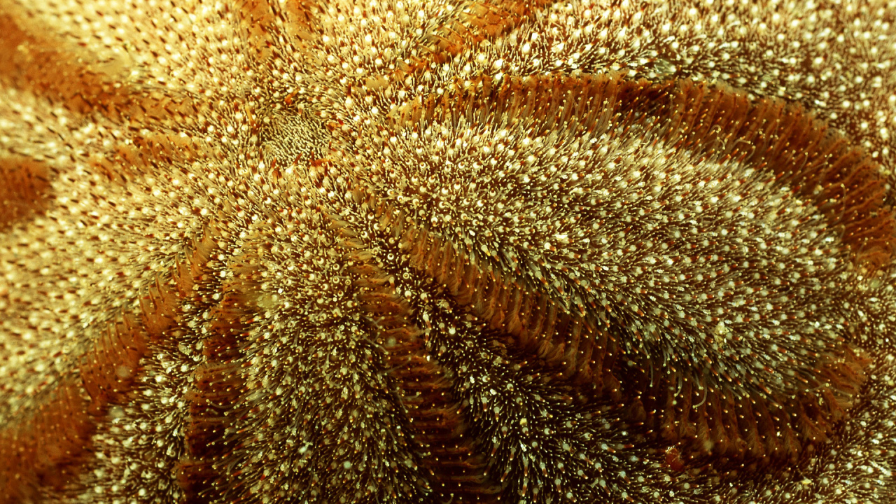 Морская живность