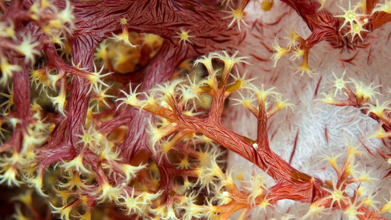 Красные кораллы