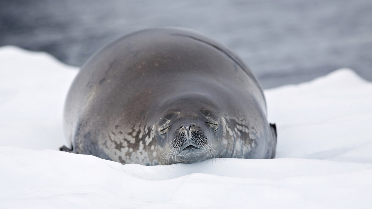 Морской лев