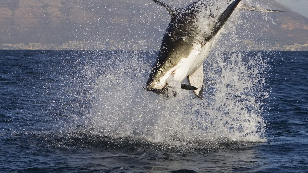 Акула в нападении