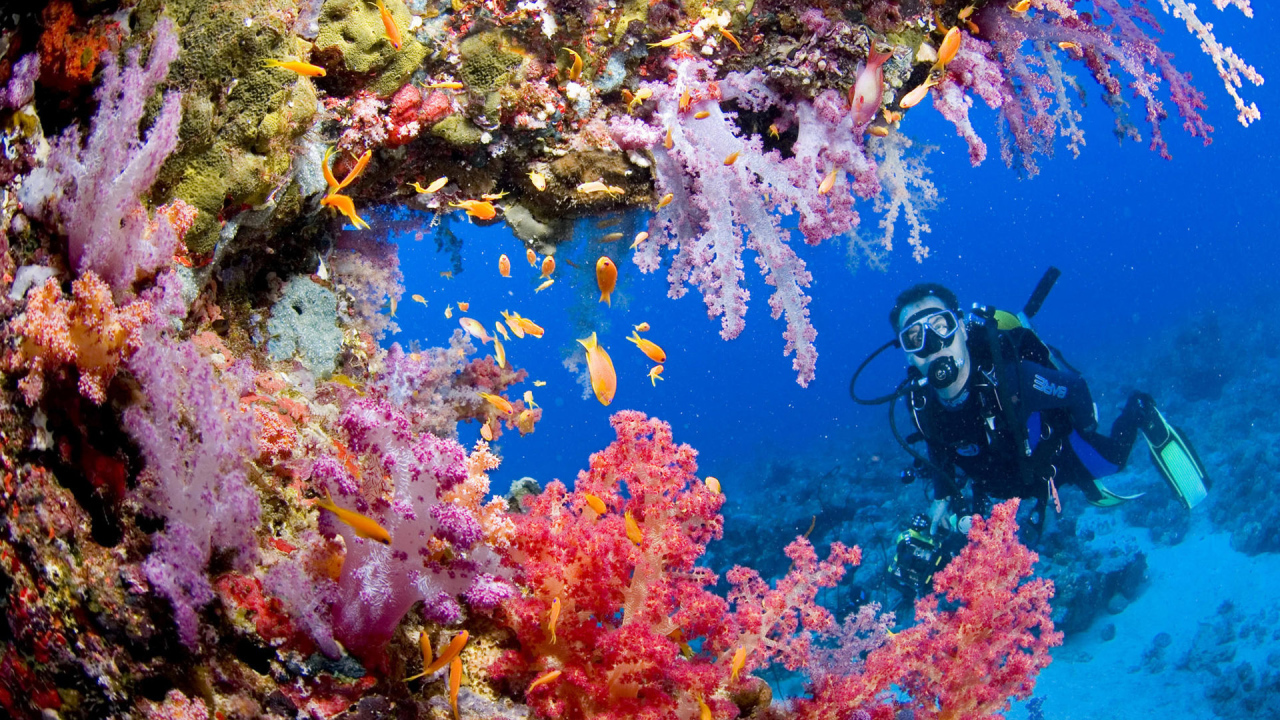 Красота подводного мира