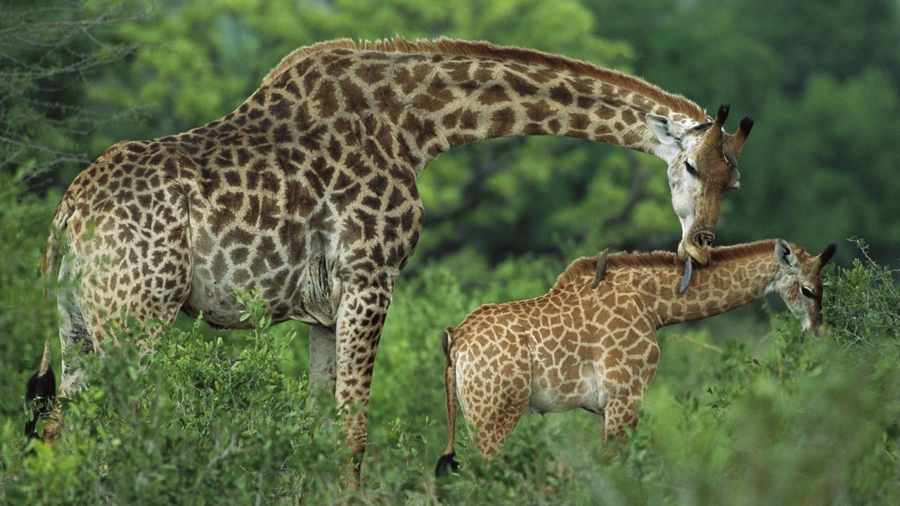 Семья жирафов