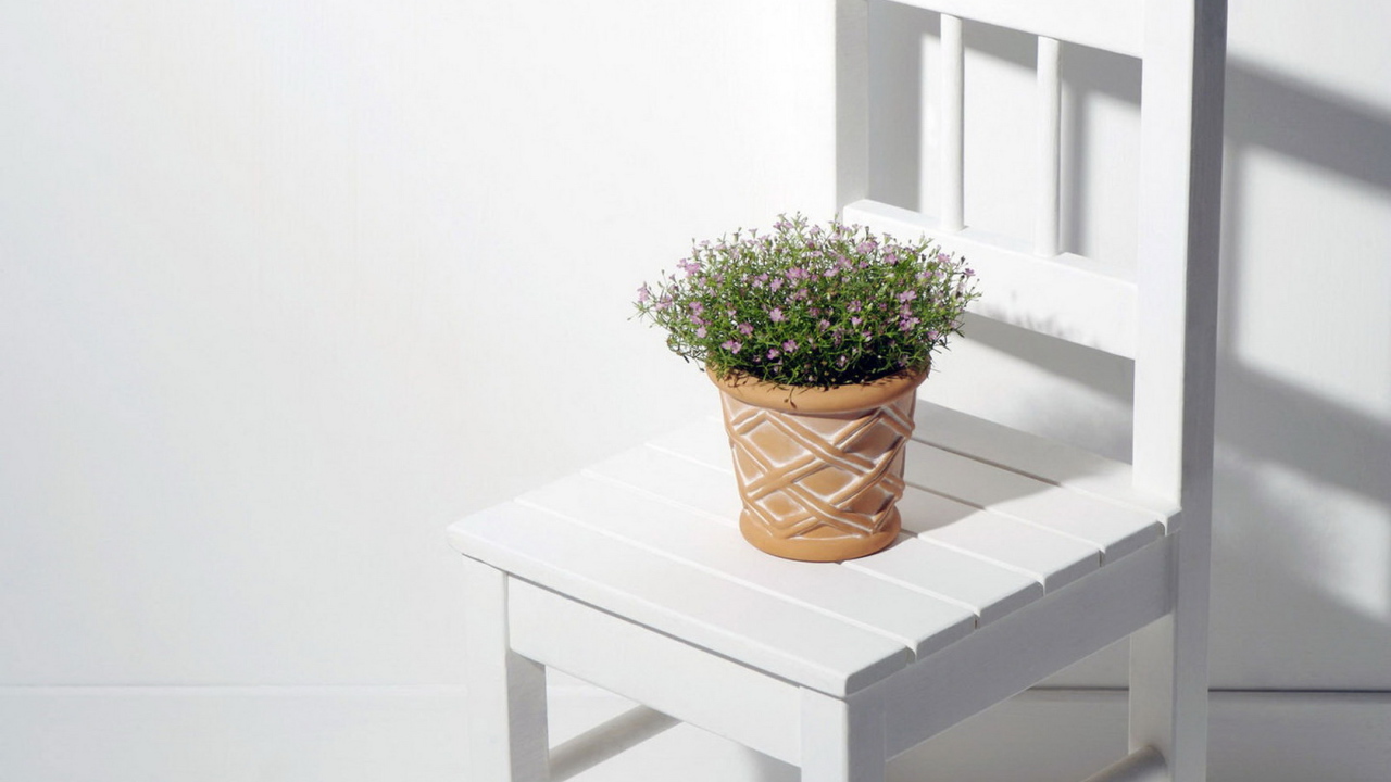 Горшок с цветком на стуле