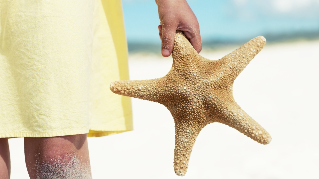 Морская звезда в руке