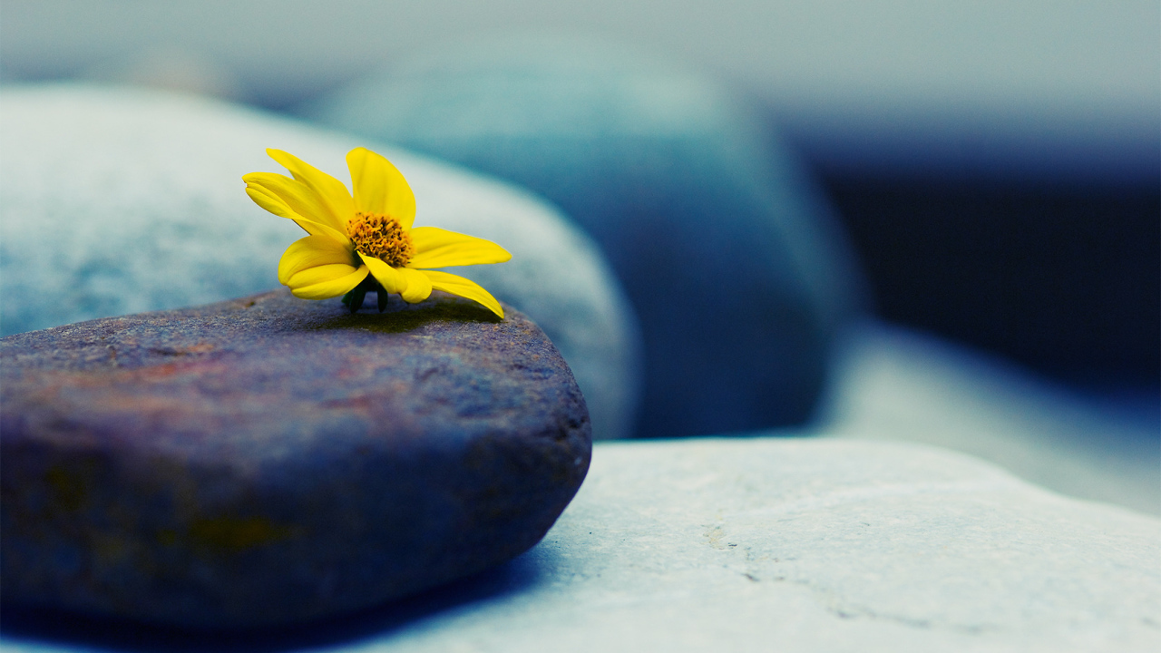 Камни и цветок