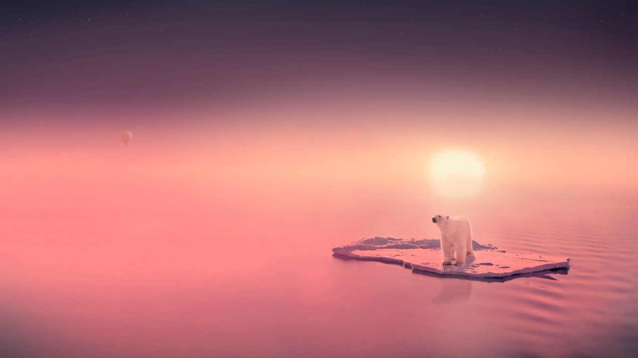 Медведь путешественник