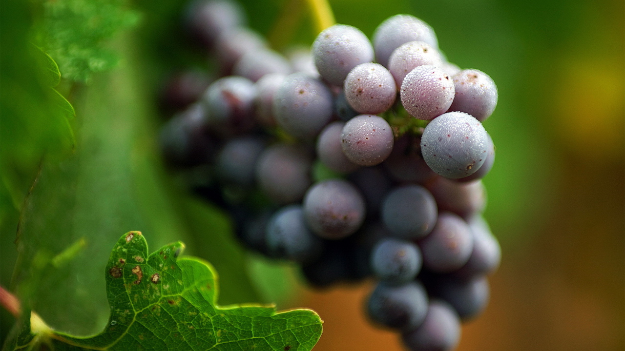 Виноградная лоза