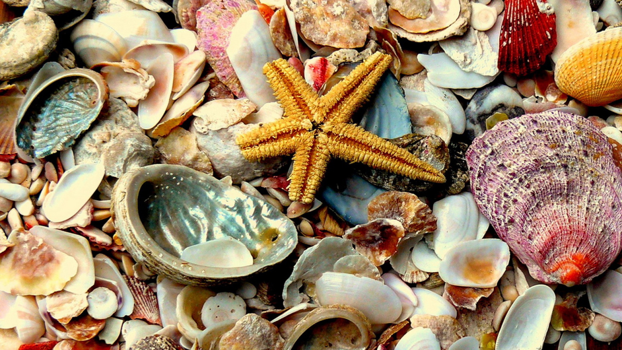 Морские сокровища
