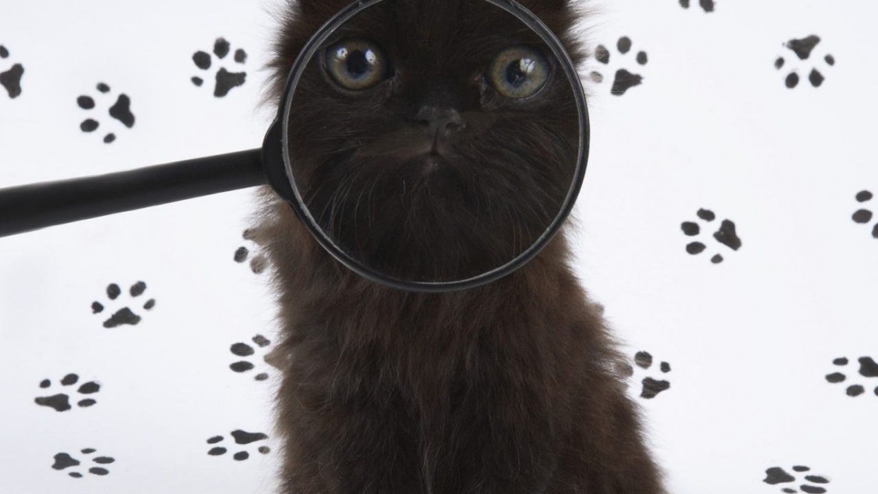 Смешной котэ