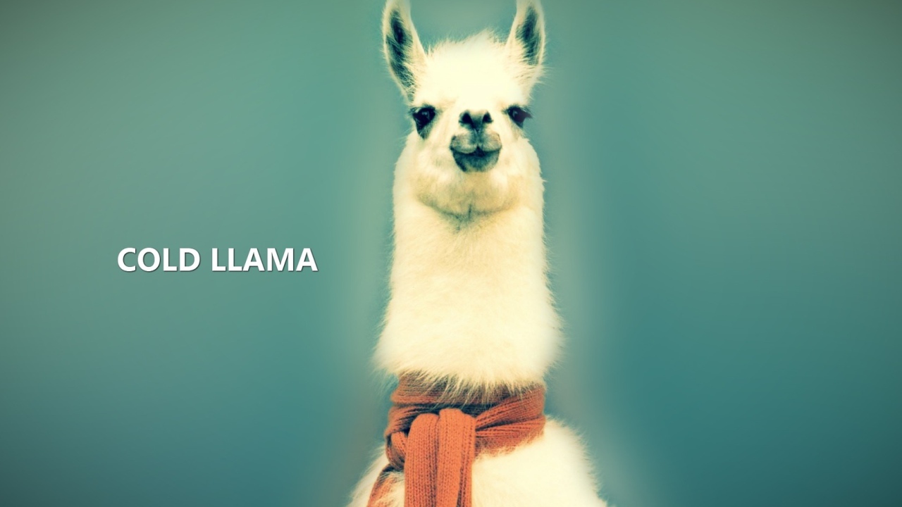 Лама в шарфе