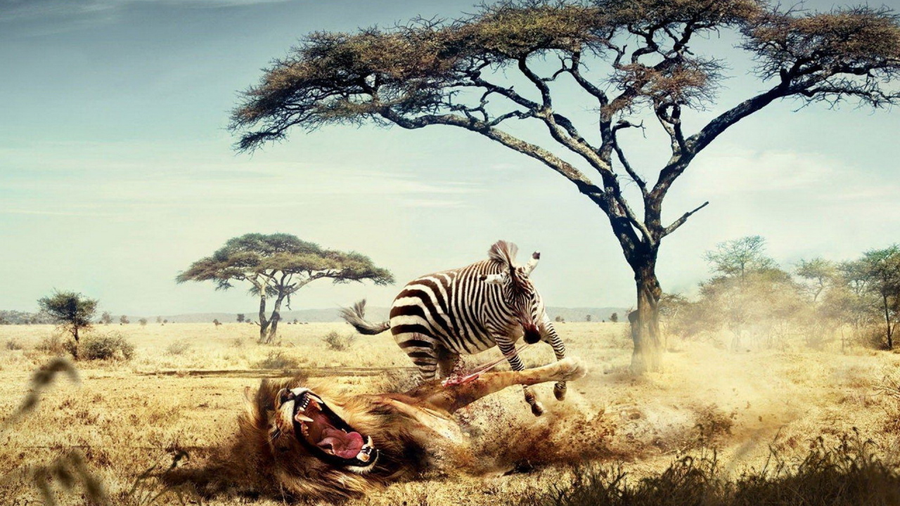 Зебра напала на льва