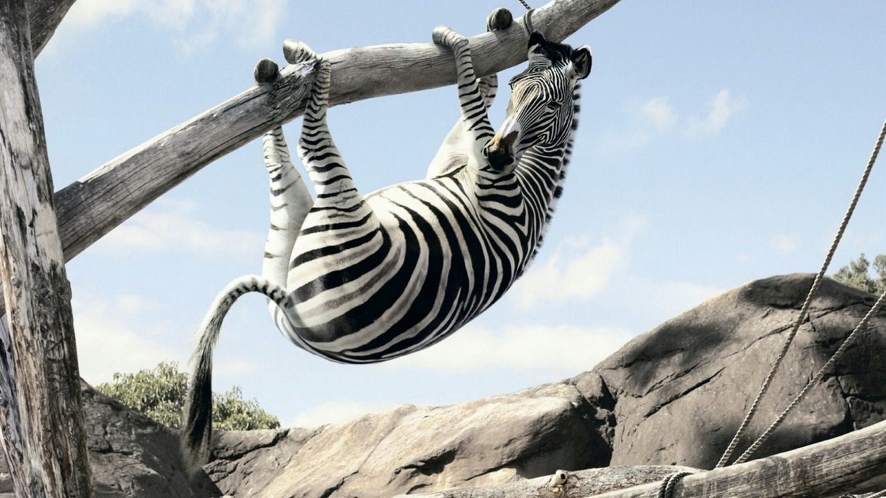 Зебра на ветке