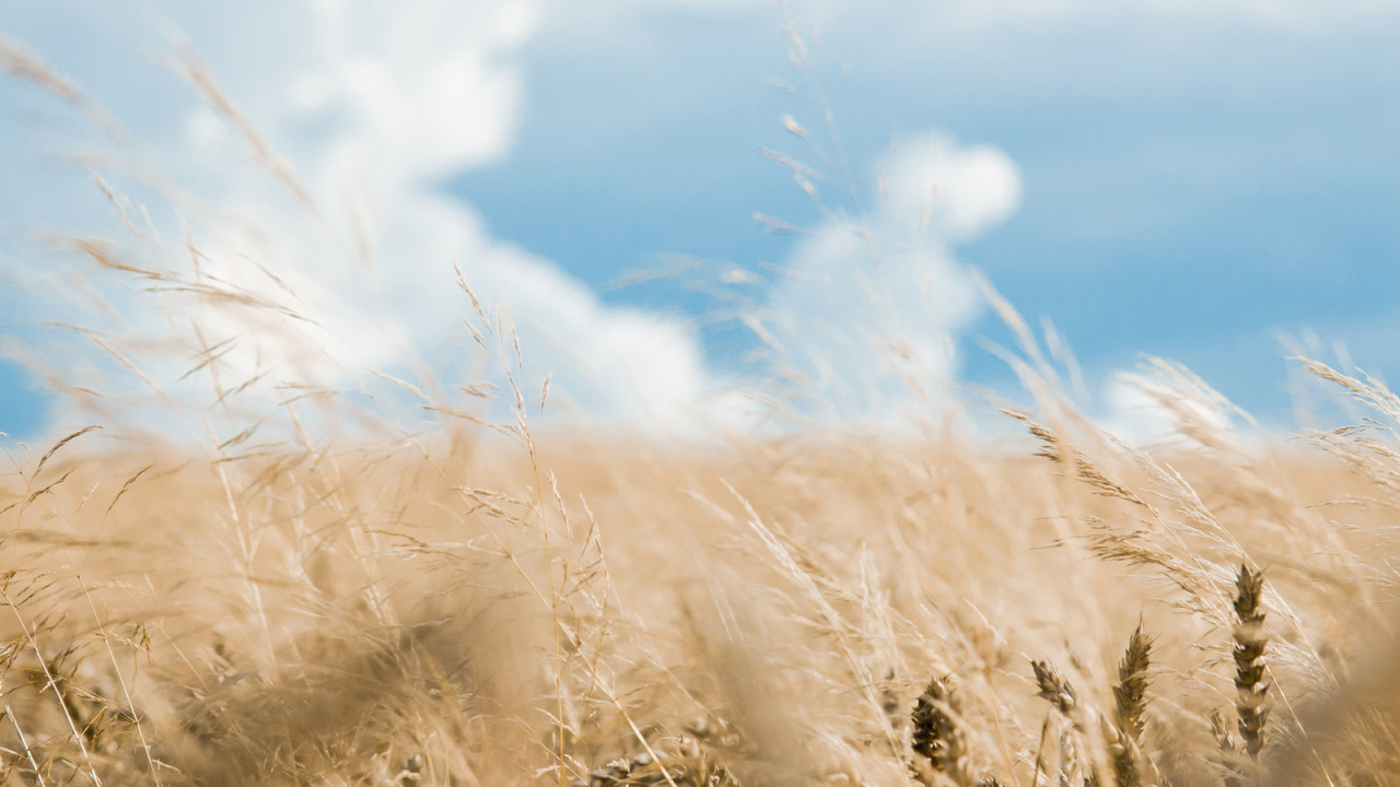 Хлебное поле