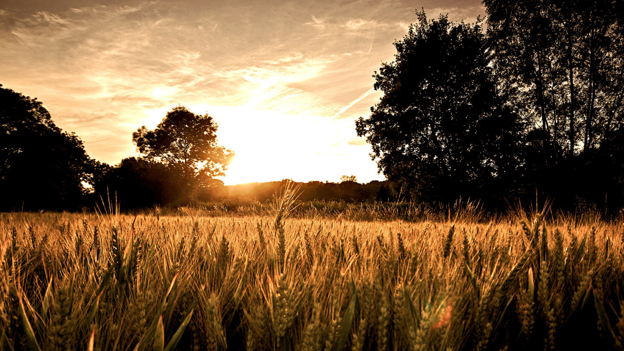Пшеничное поле на закате
