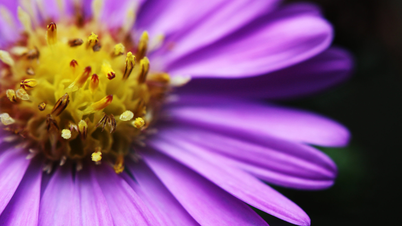 Яркий цветочек