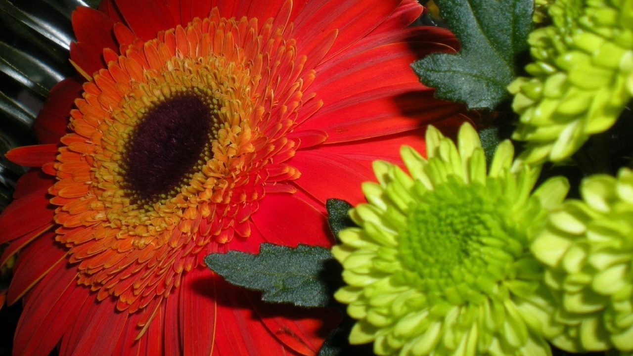 Гербера и хризантемы