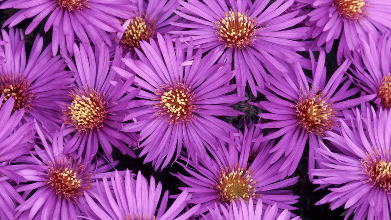 Североамериканские астры