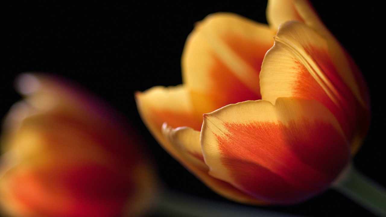 Тюльпан в ночи