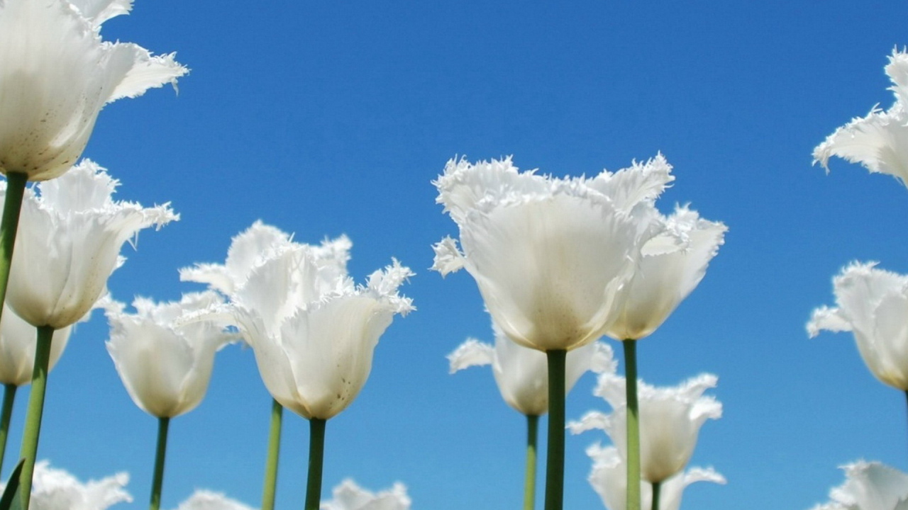 Тюльпаны-облака