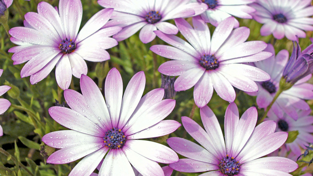 Влажные лепестки цветов