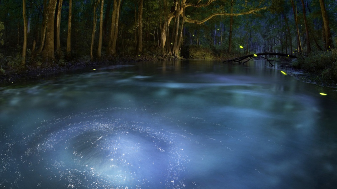 Сказочный лес