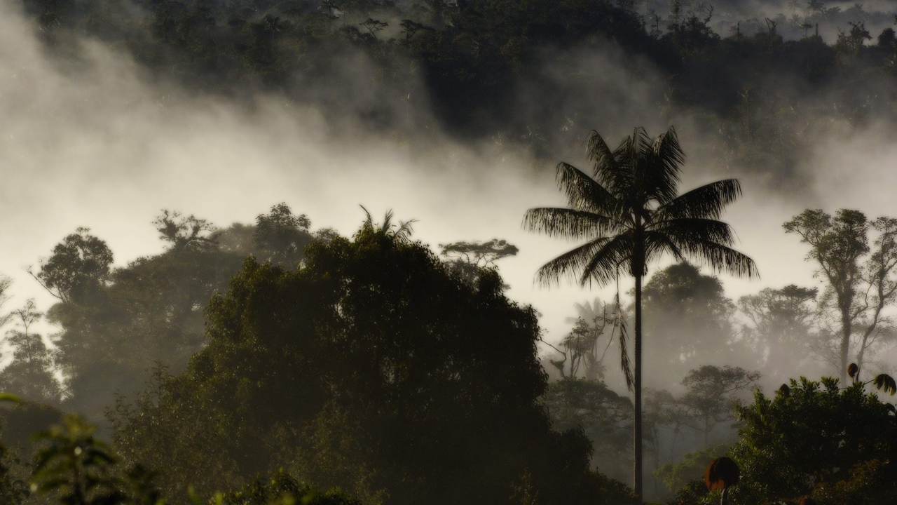 Туман в тропическом лесу
