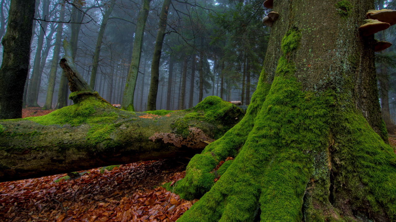 Мох на стволе