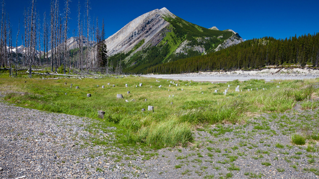Сухостой у подножия
