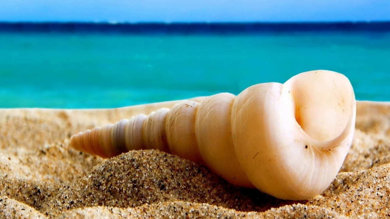 Ракушка на песке