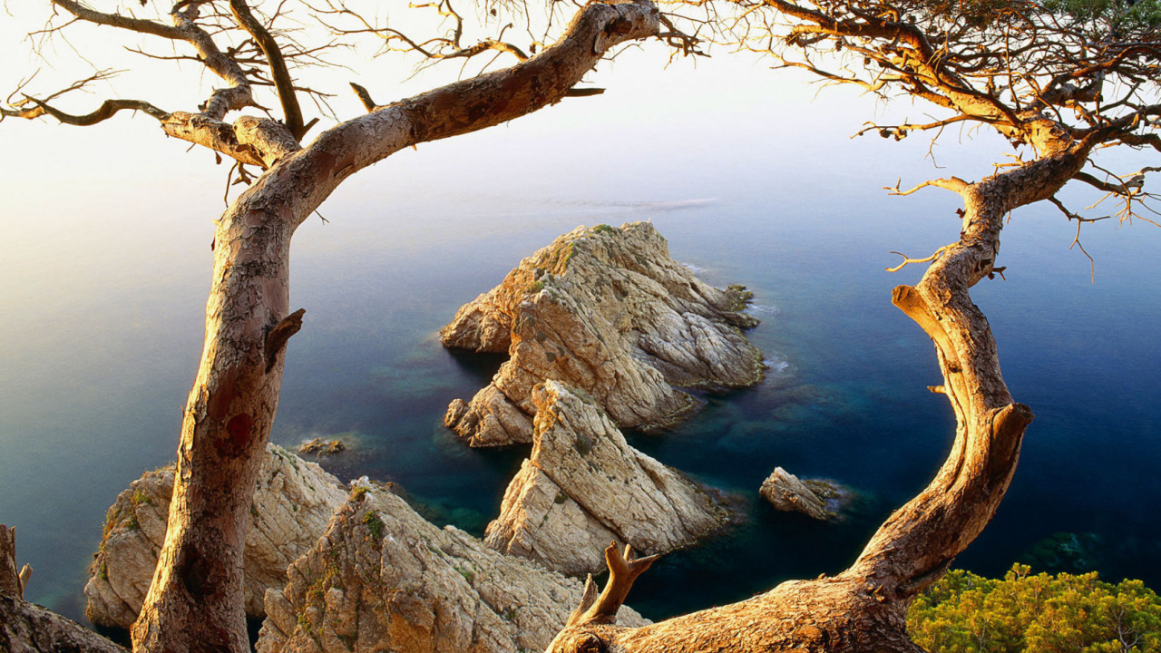 Дерево на обрыве