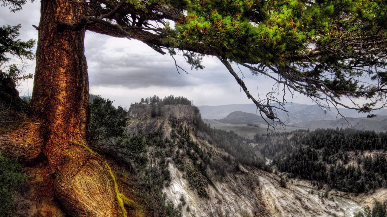 Деревья на склоне