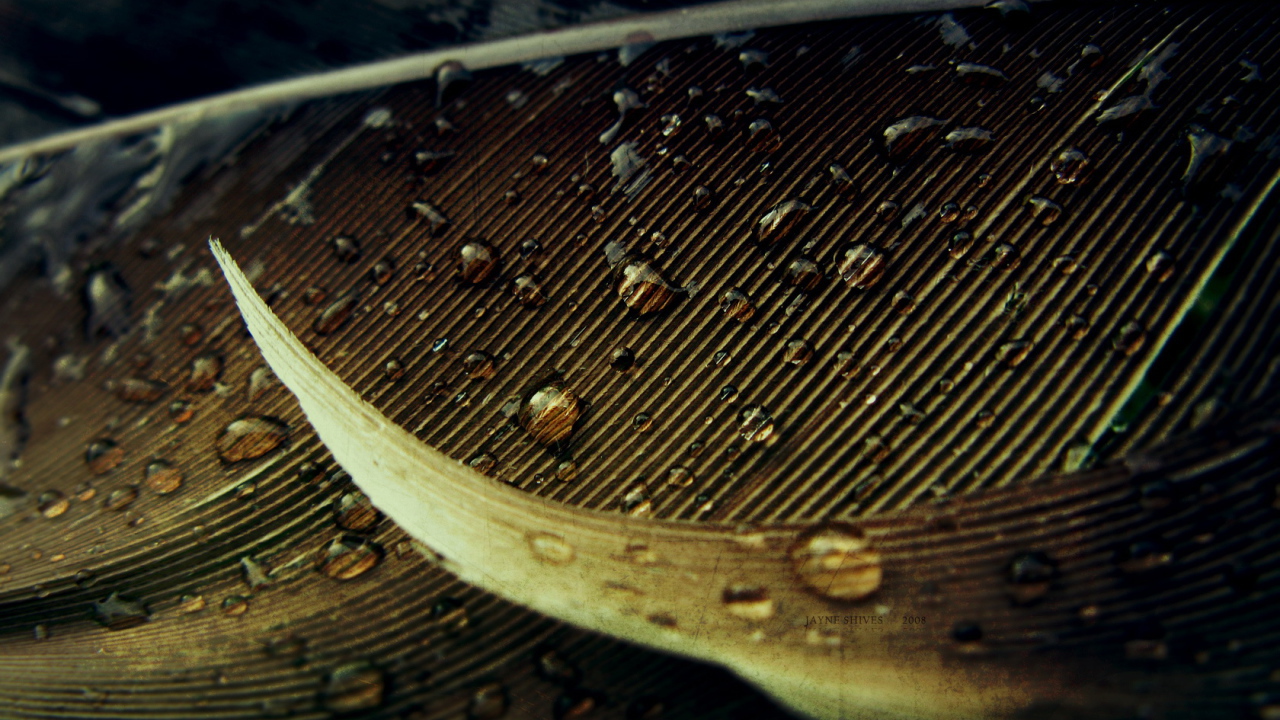 Капли на осеннем листе