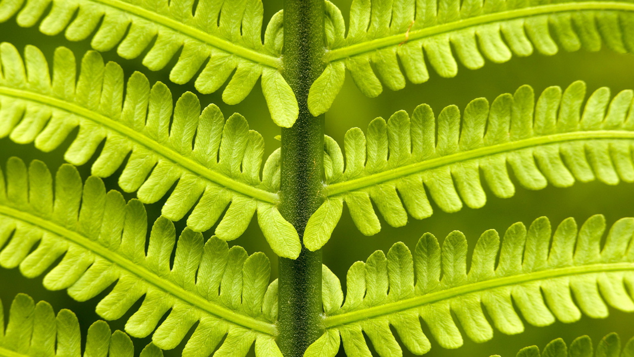 Папоротник