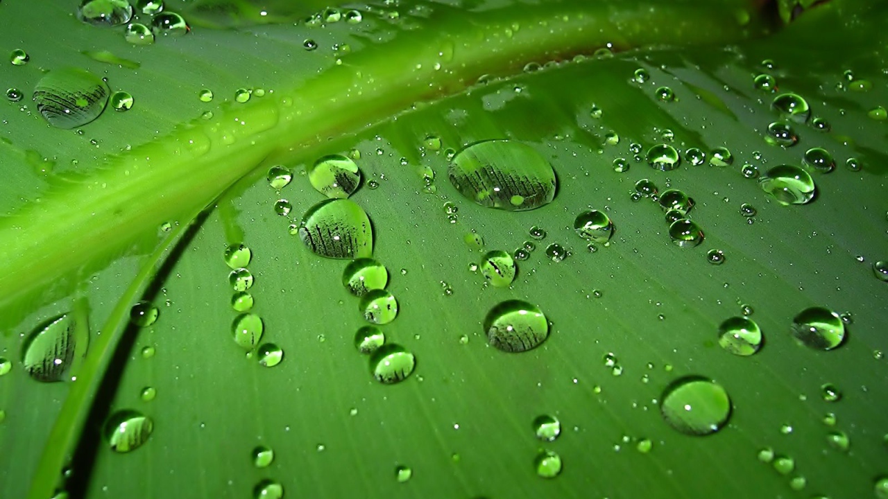 Капли дождя на зеленом листе