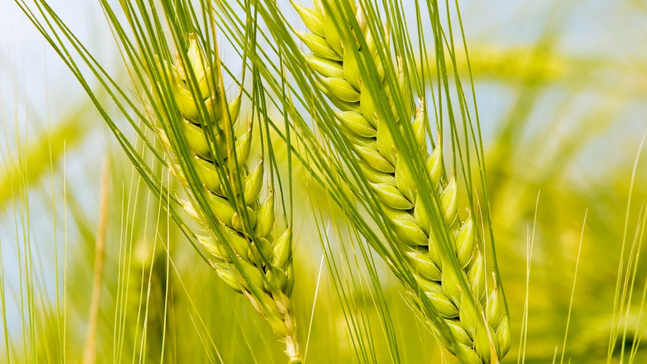 Колоски в поле