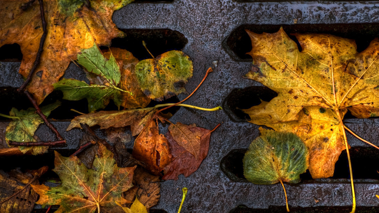 Пожелтевшие листья
