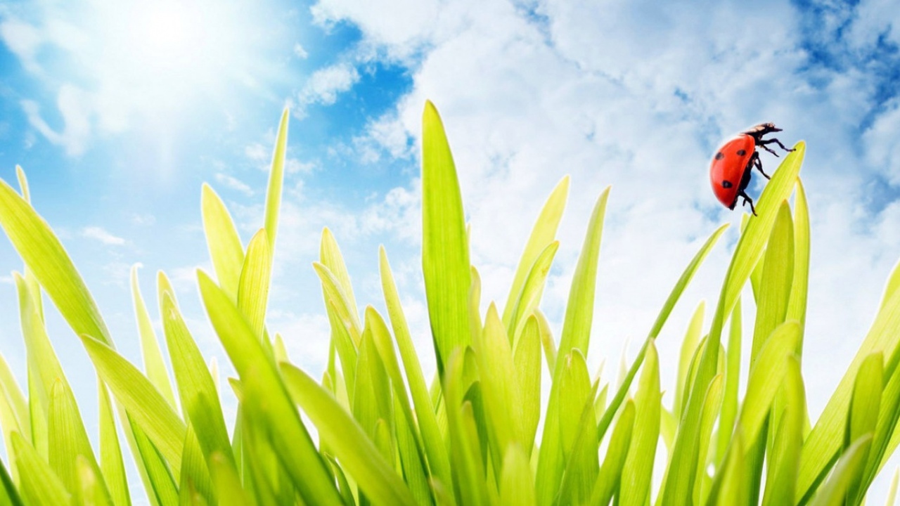 Божья коровка