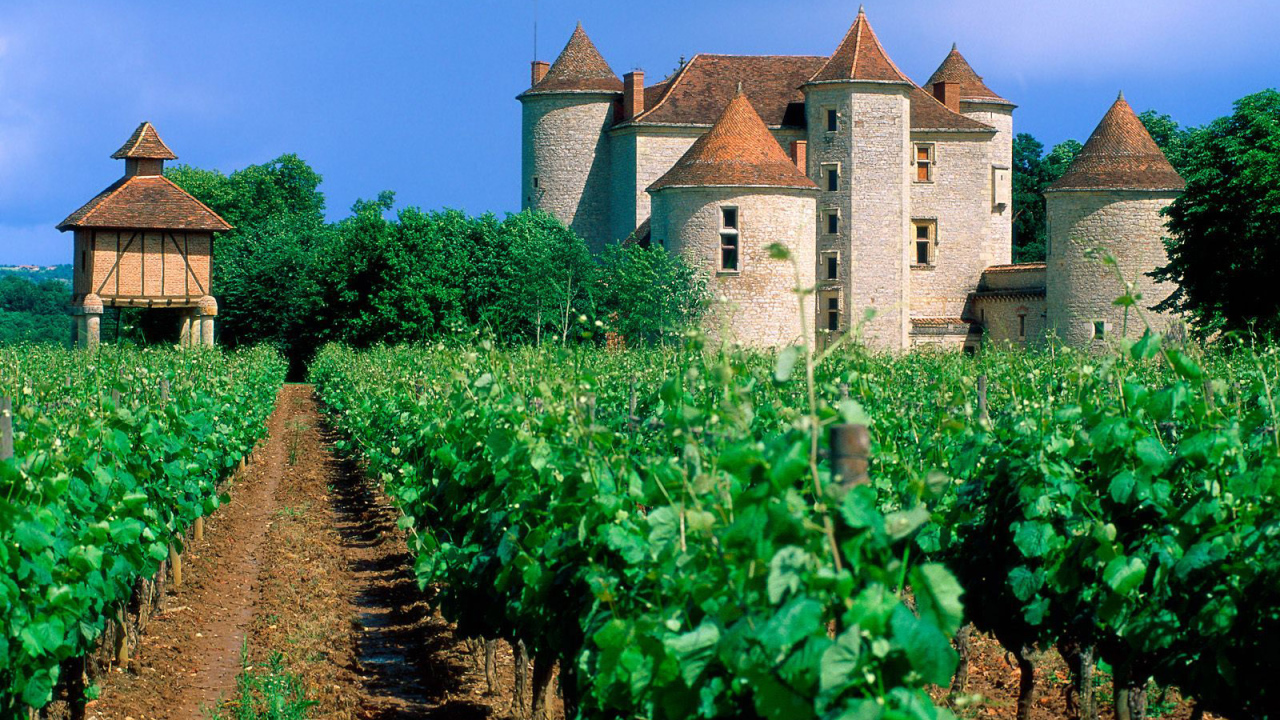 Франция Виноградник