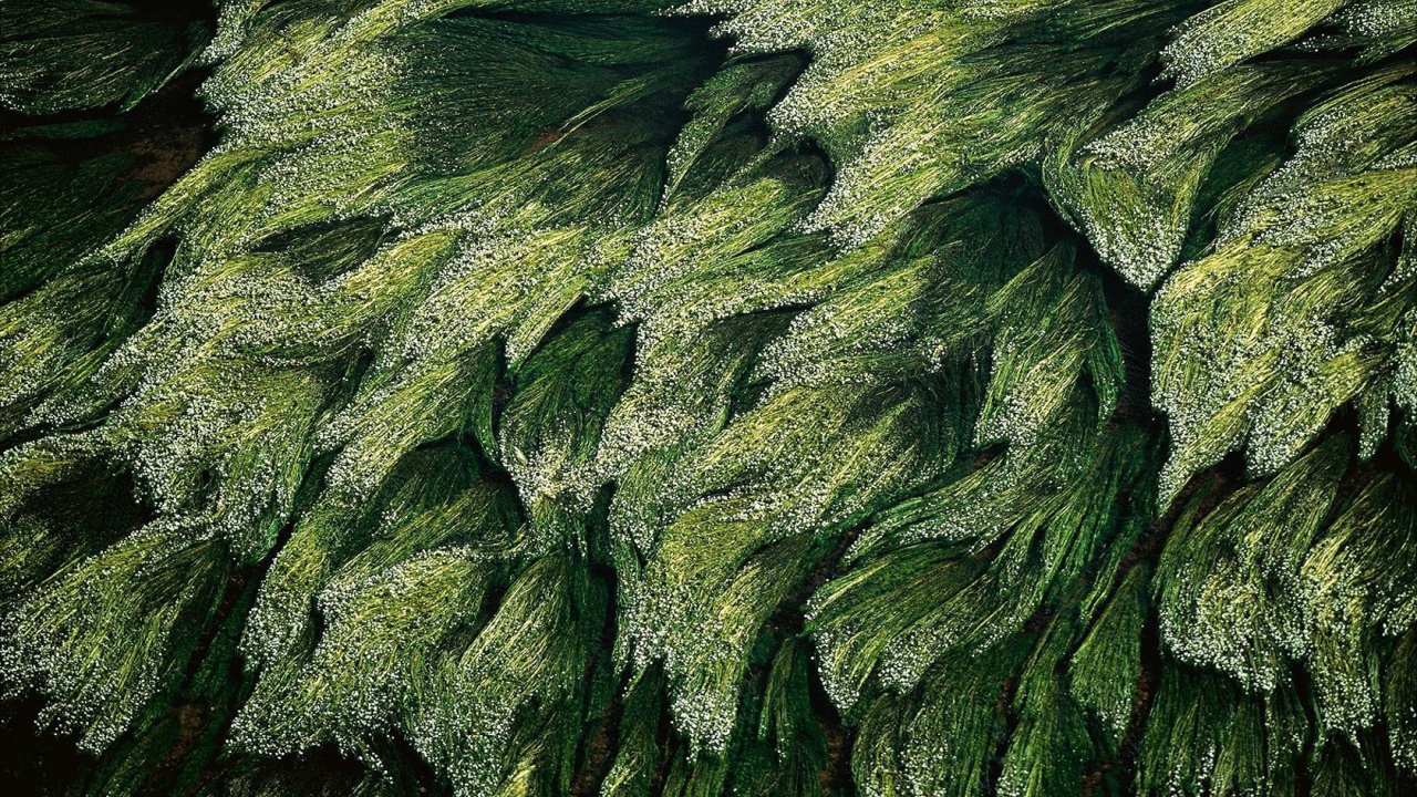 Трава в Луире