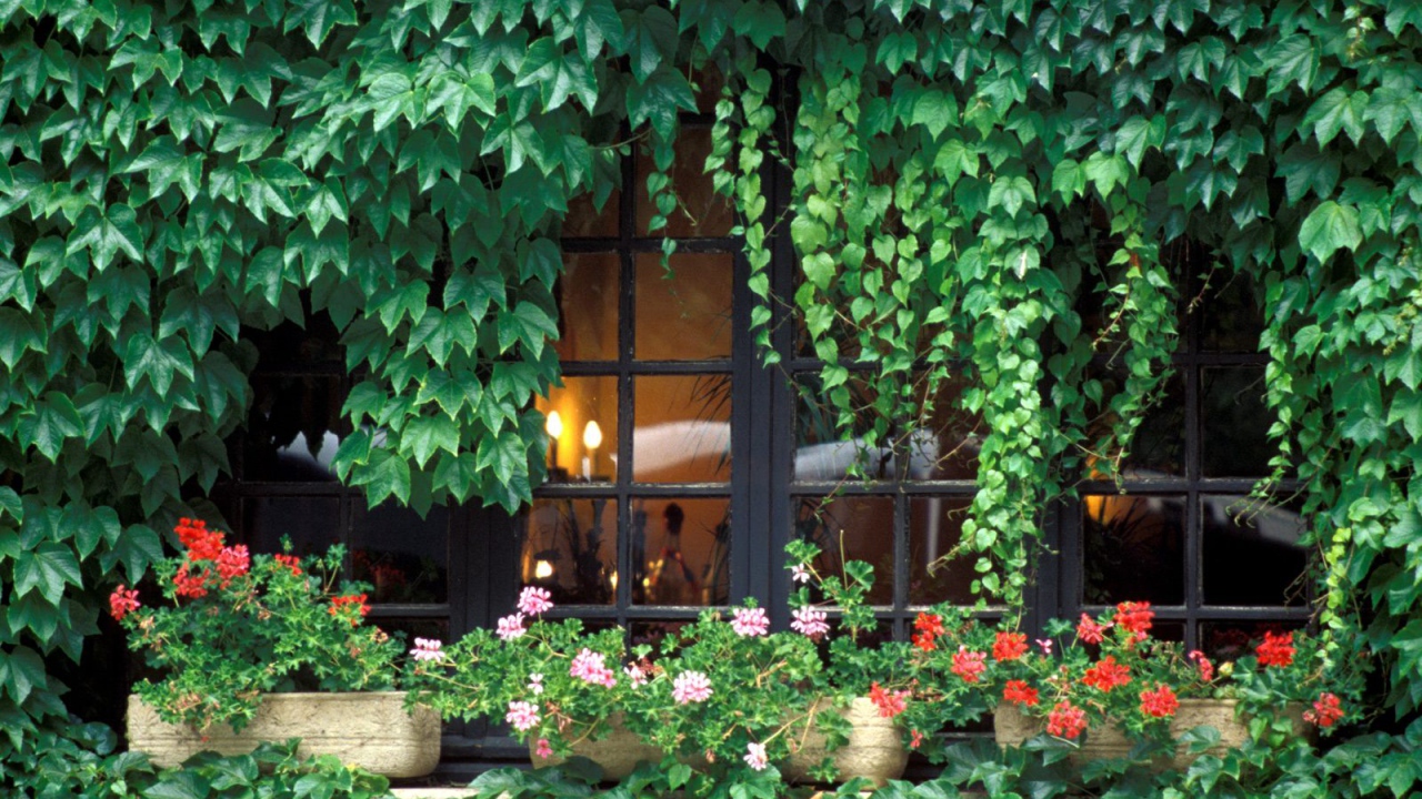 Заросли на домике