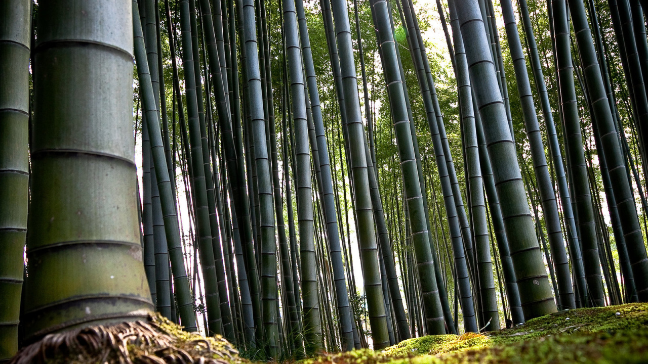 Бамбуковый лес