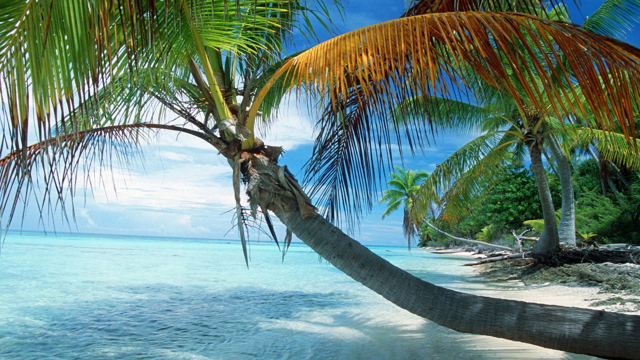 Французская Полинезия, раскинувшаяся пальма