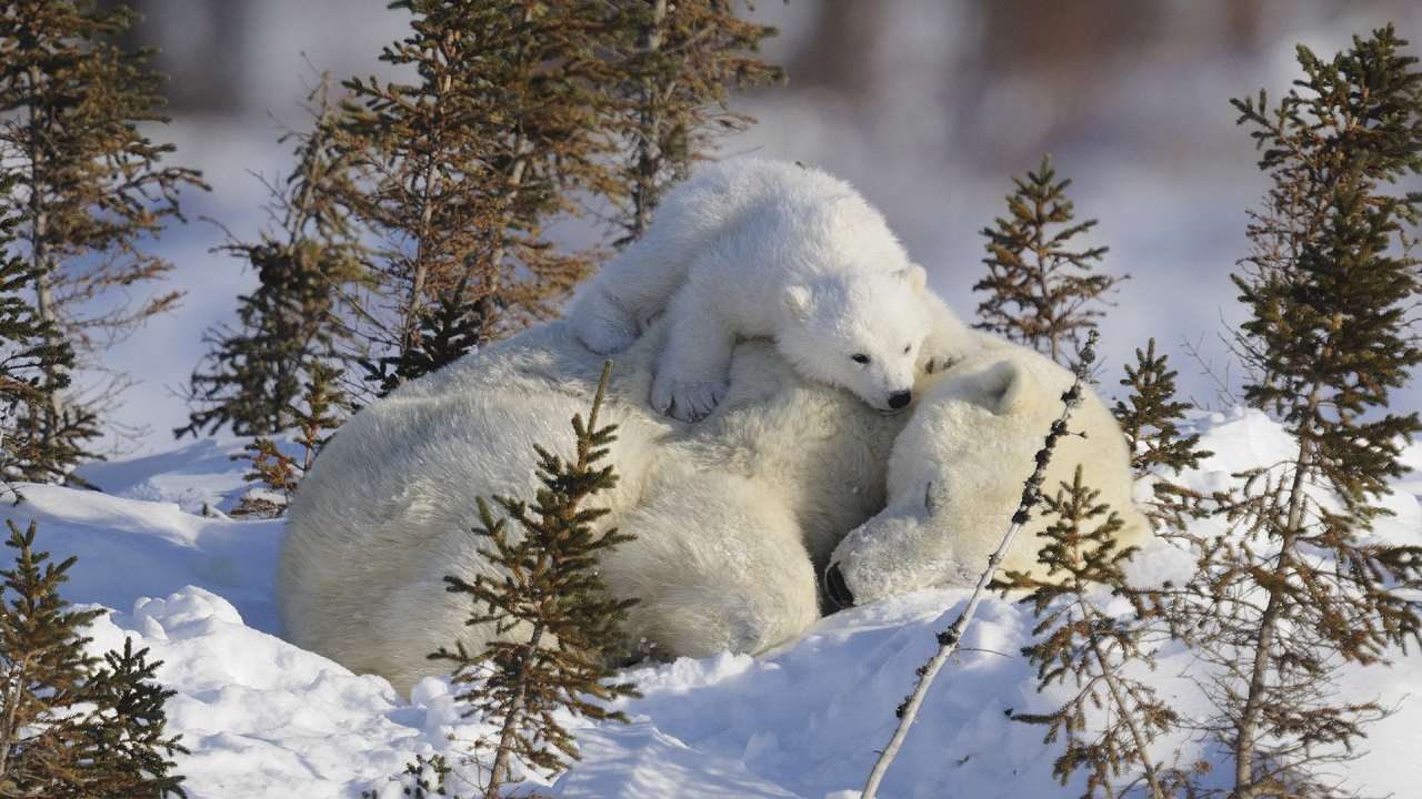 Медведица и малыш
