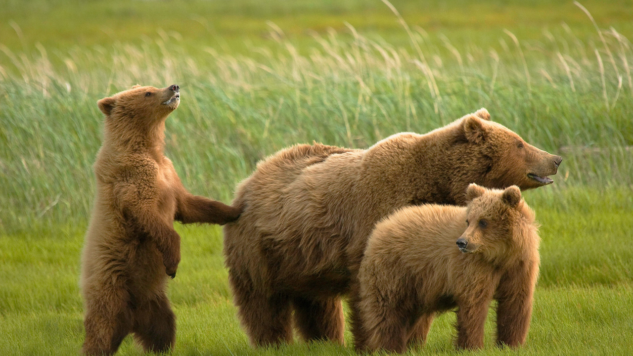 Медведь и медвежата