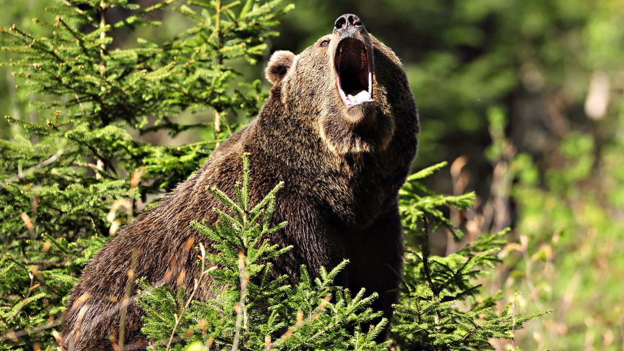 Медведь Гризли