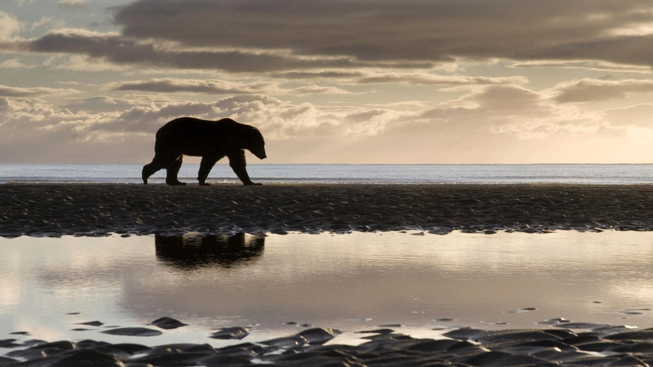 Медведь на берегу