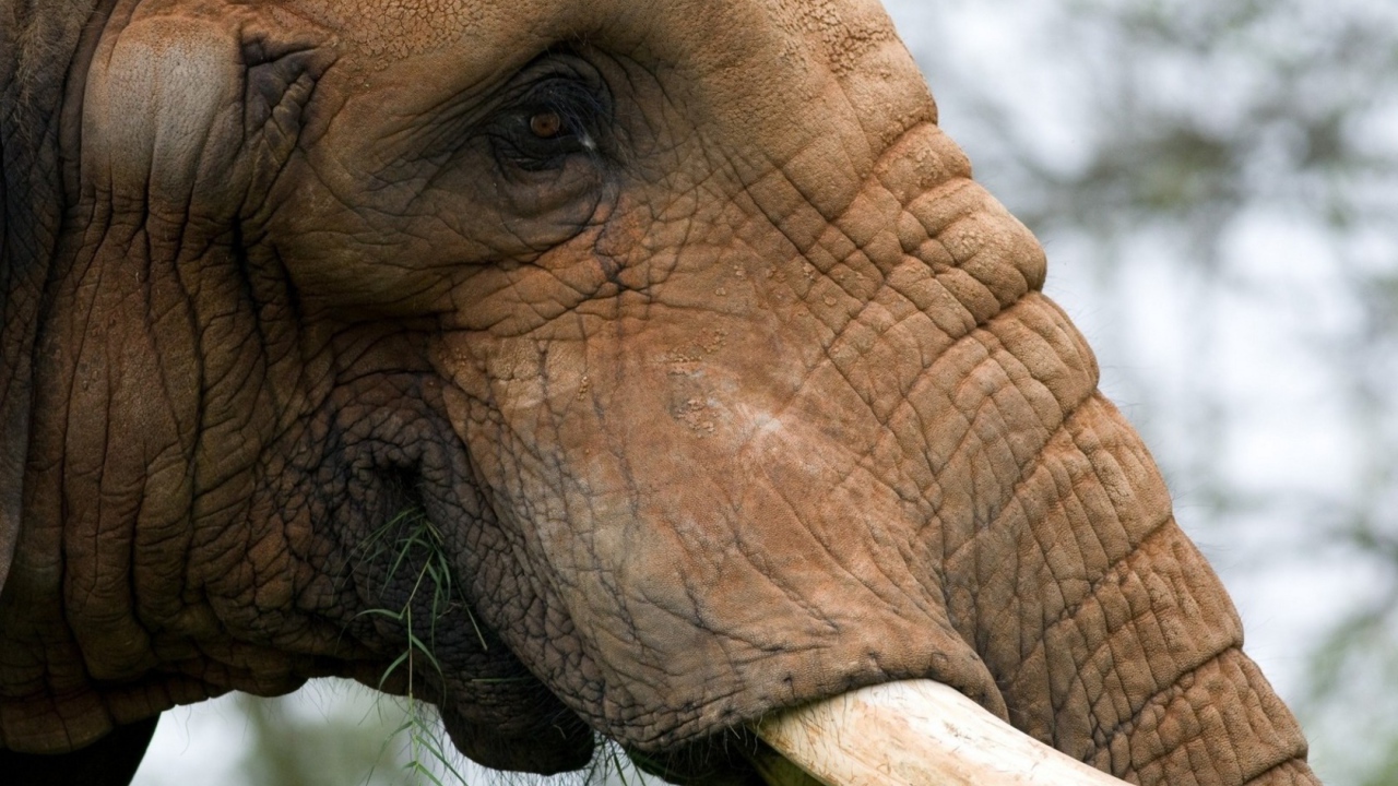 Жующий слон